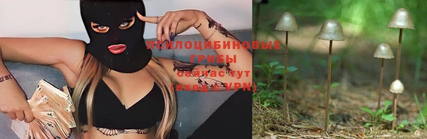 прущие грибы Абинск